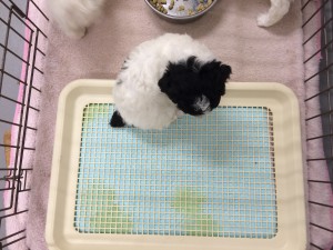 コッカプー子犬