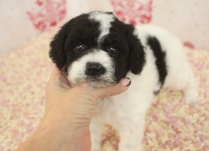 コッカプー子犬