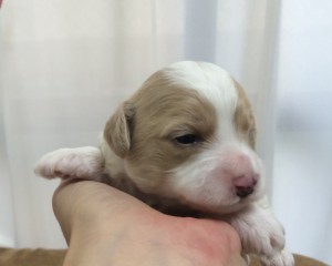 コッカプー子犬