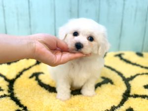 ビションフリーゼ子犬