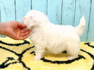ビションフリーゼ子犬