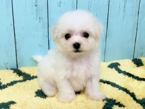 ビションフリーゼ子犬