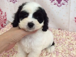 コッカプー子犬ブラック＆ホワイト