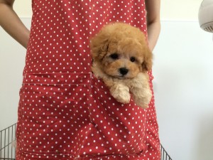 エプロンのポケットに入るトイプードルの子犬