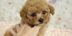 トイプードルアプリコットの子犬の横姿