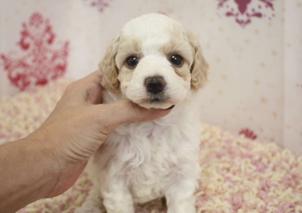 コッカプー子犬