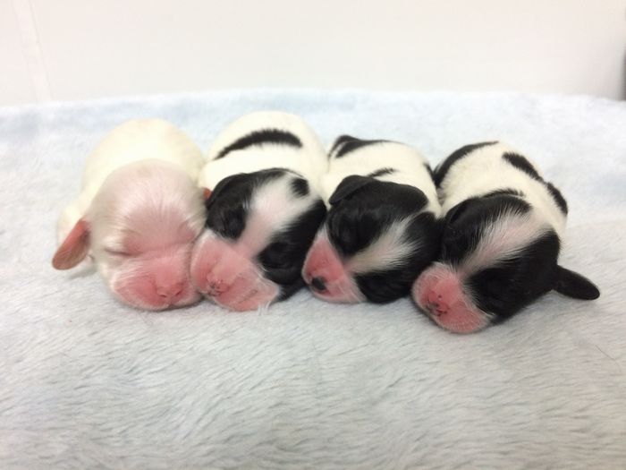 コッカプー子犬