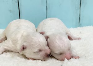 ビションプー ビショプー 子犬