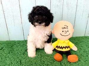 コッカプー子犬