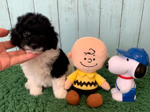 コッカプー子犬