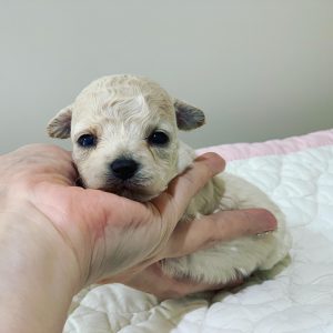 ビションプー子犬