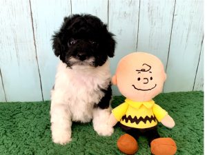 コッカプー子犬
