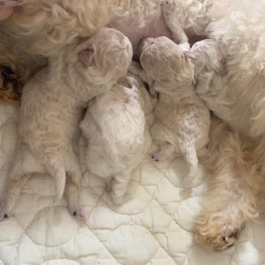 ビションプー子犬1