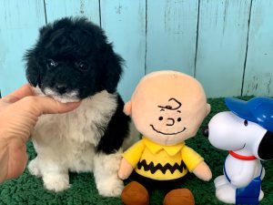 コッカプー子犬