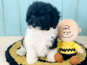 コッカプー子犬