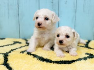 ビションフリーゼ子犬