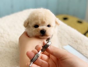 ピショプー子犬