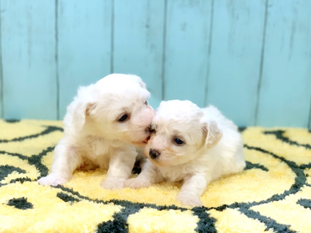 ビションフリーゼ子犬