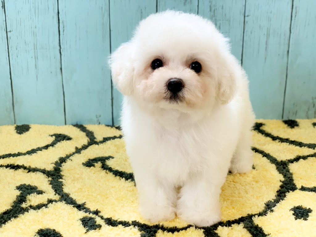 ビションフリーゼ子犬