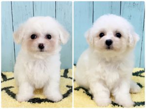 ビションフリーゼ子犬