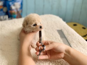 ビションプー子犬