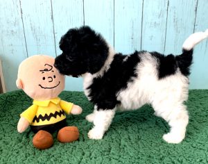 コッカプー子犬