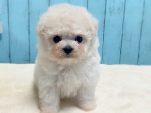 ビショプー子犬