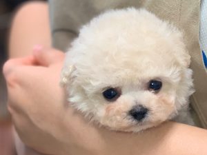 ビショプー子犬