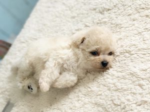 ビショプー子犬