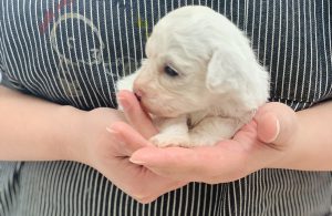 ビションフリーゼの子犬