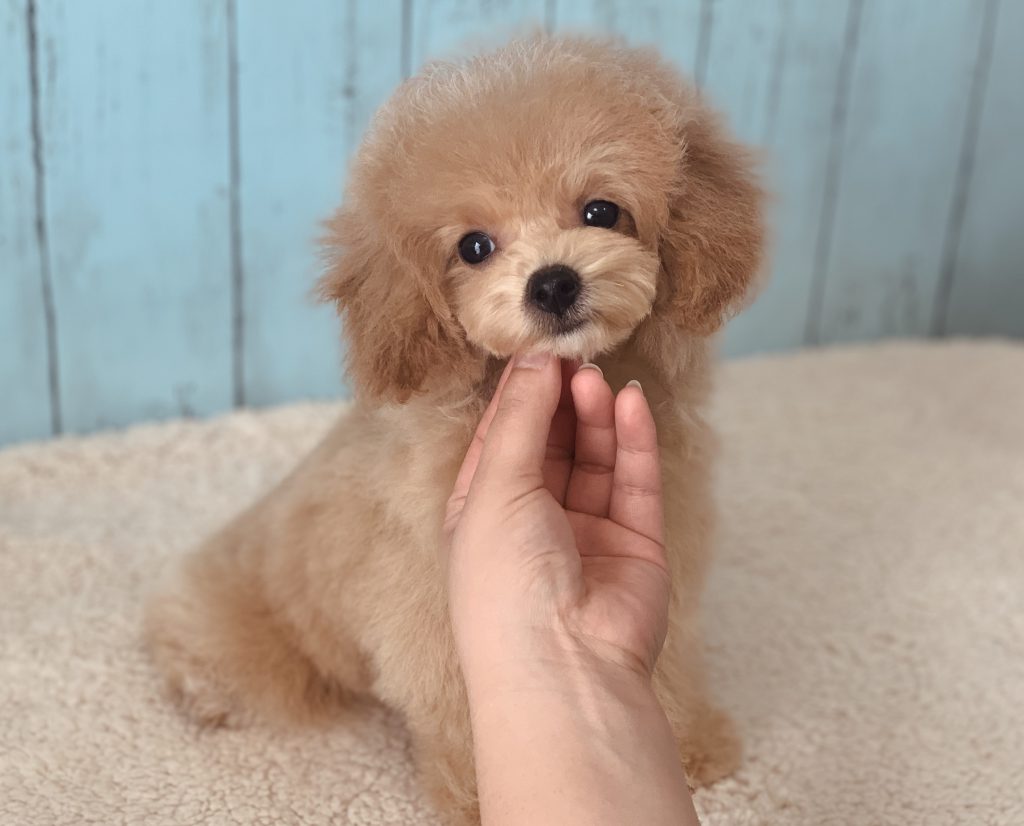 ビショプー子犬