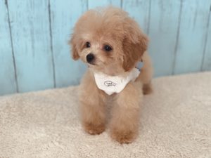 ビションプー子犬