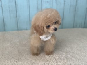 ビショプー子犬
