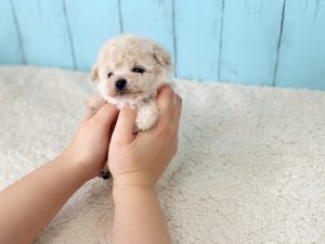 ビショプー子犬