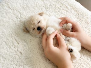 ビションプー子犬