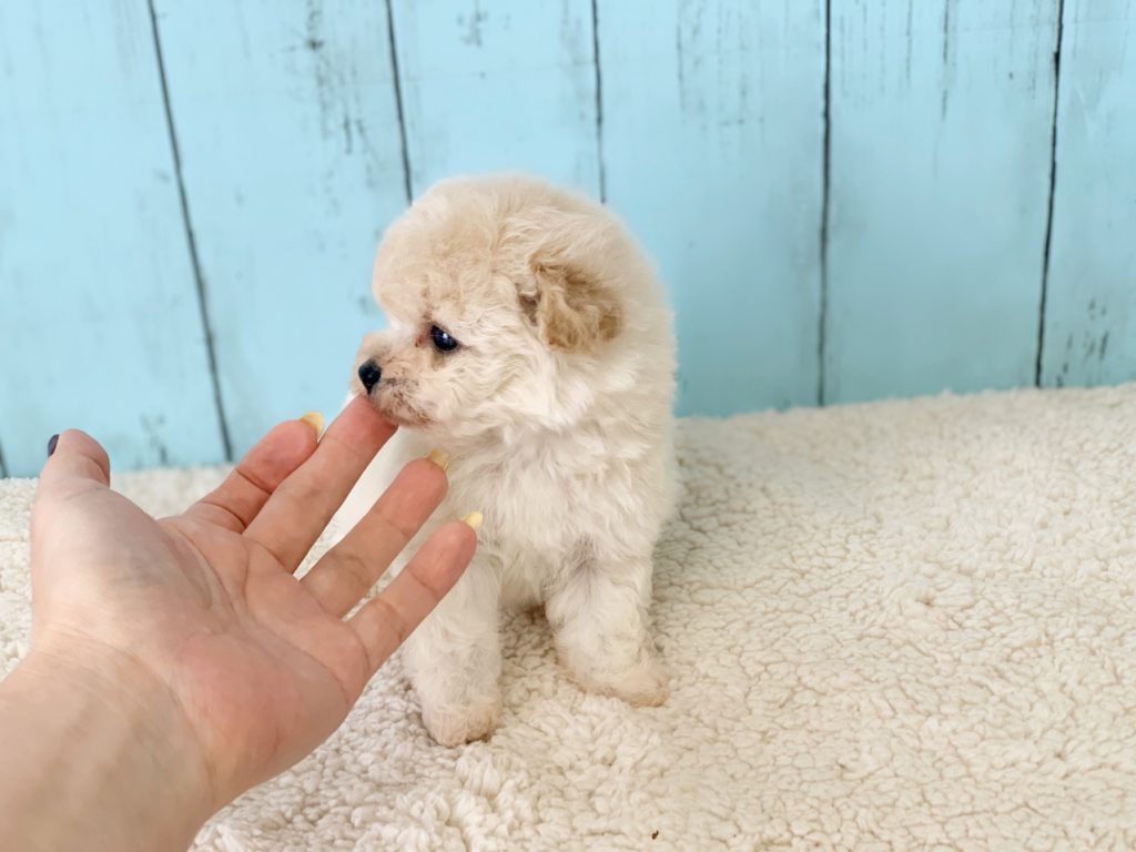 ビショプー子犬