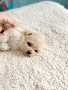 ビショプー子犬