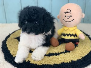コッカプー子犬