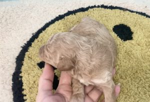 ビショプー