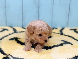 ビショプー