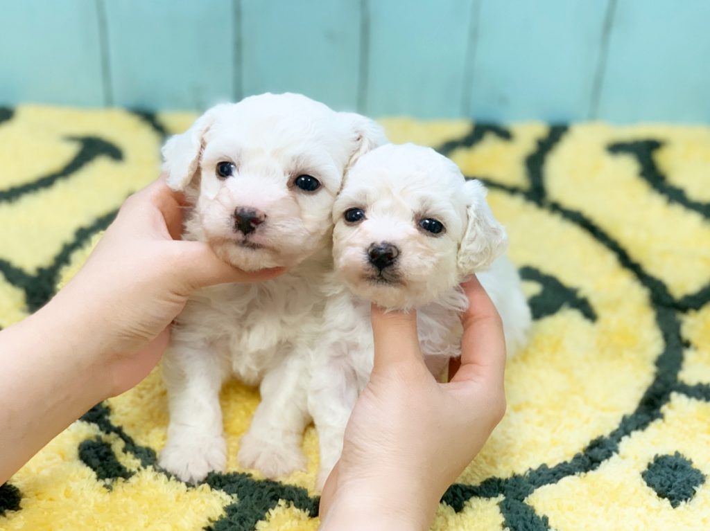 ビションフリーゼ子犬