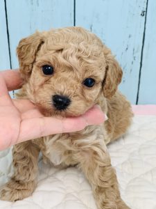ビショプー
