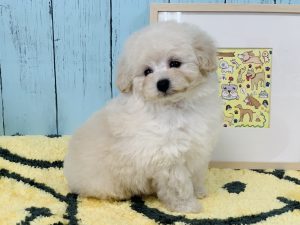 トイプードル