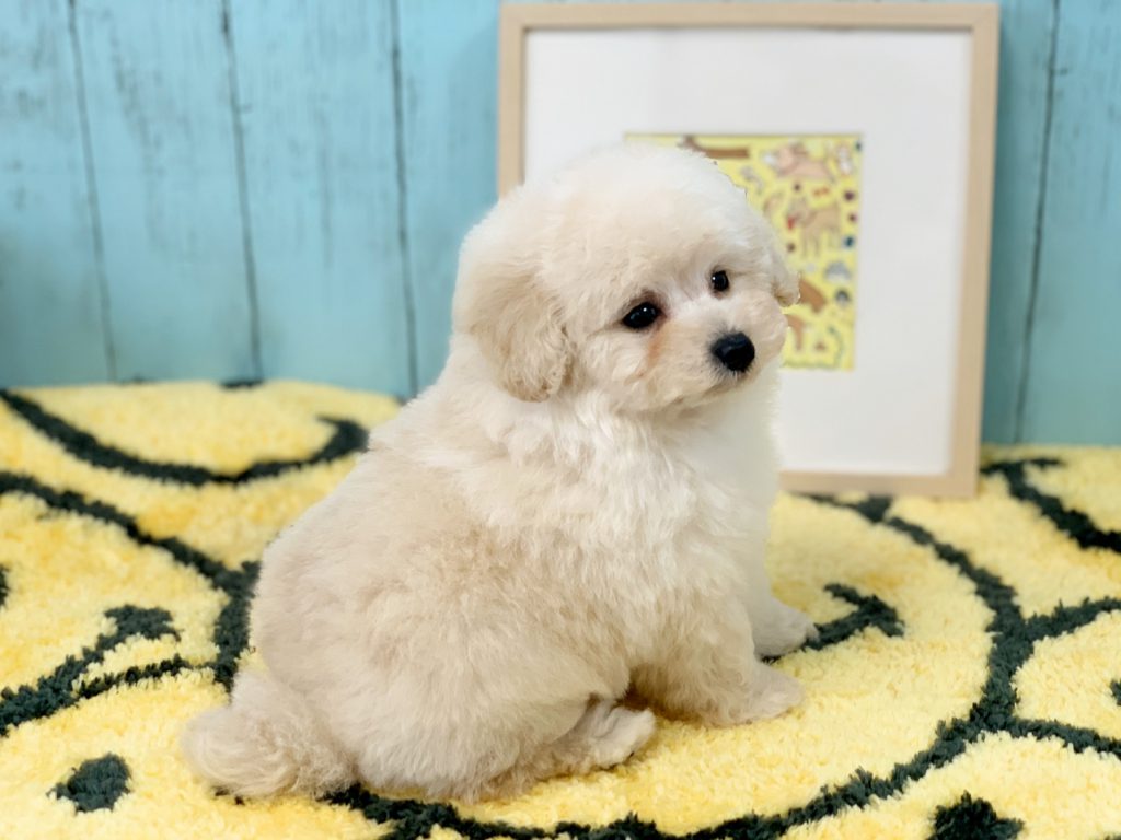 トイプードル子犬