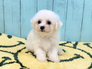 ビションフリーゼ子犬