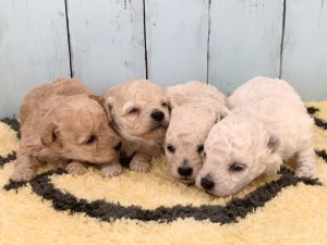 ビションプー