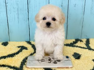 ビションプー