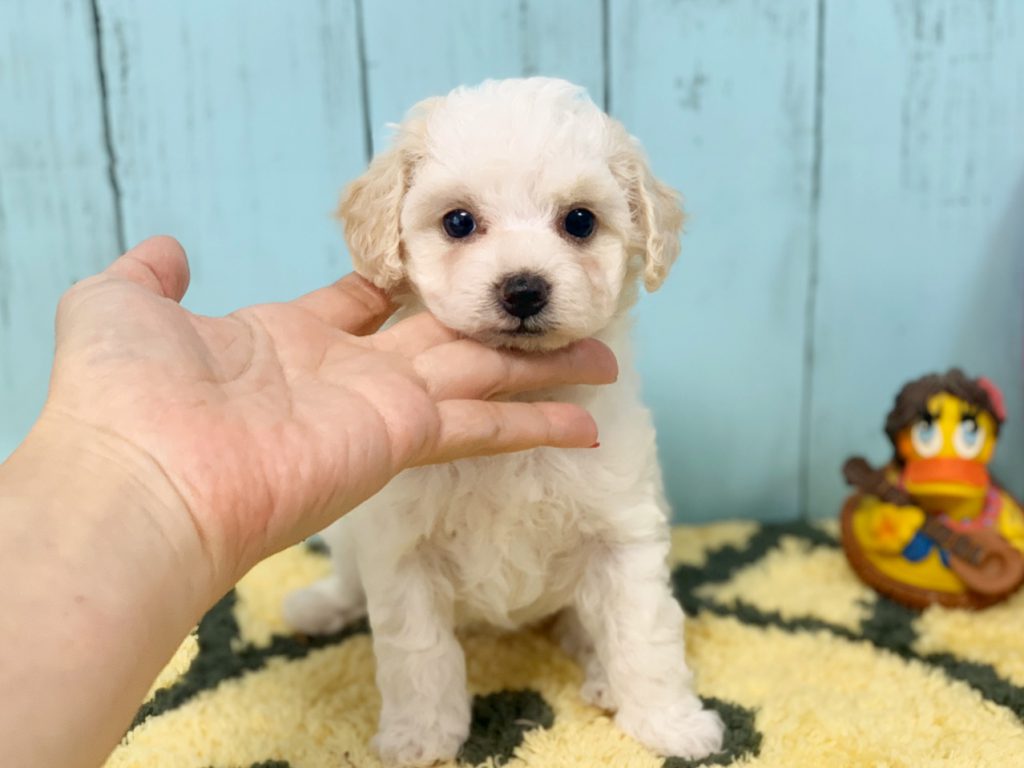 コッカプー子犬