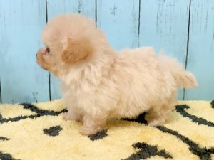 ビションプー