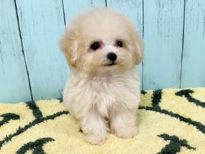 ビションプー